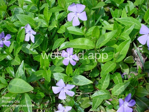 periwinkle, common